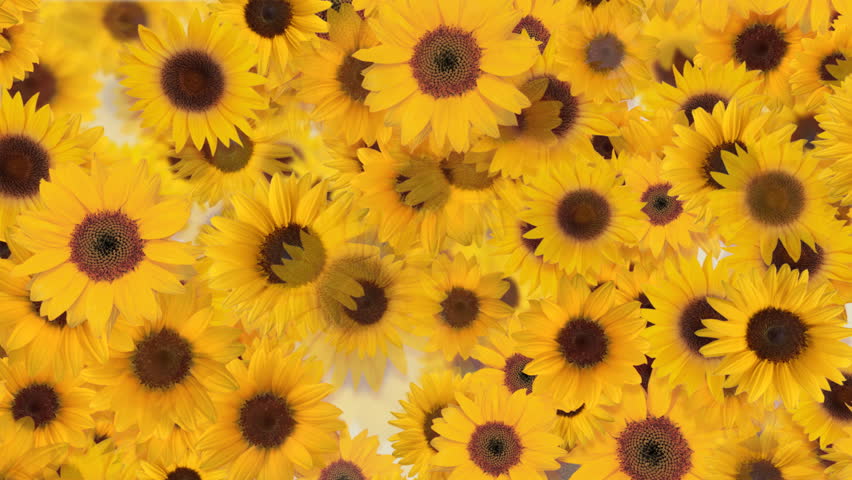 Sunflower Flower Holiday Cg Background Stock Footage Video 100