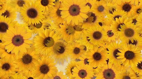 Sunflower Flower Holiday CG background Stock Video