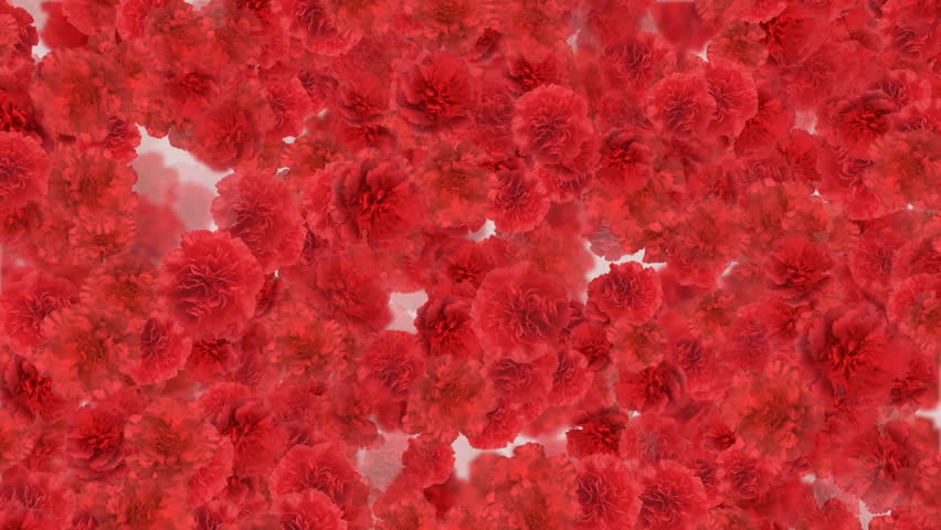 carnation flower holiday cg backgrounds Stock Footage Video (100%