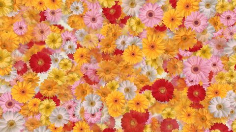 Gerbera flower Holiday CG background Stock Video