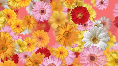 Gerbera flower Holiday CG background Stock Video