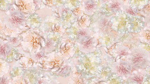 Carnation flower backgrounds Stock Video