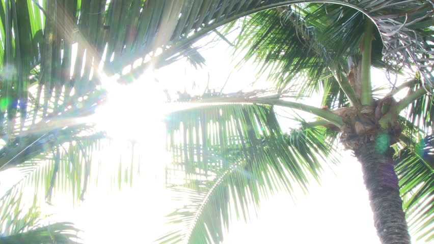 Palm trees sway and sun shines bright.