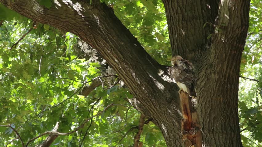 A male juvenile red-tailed hawk grooms himself perched in a tree.