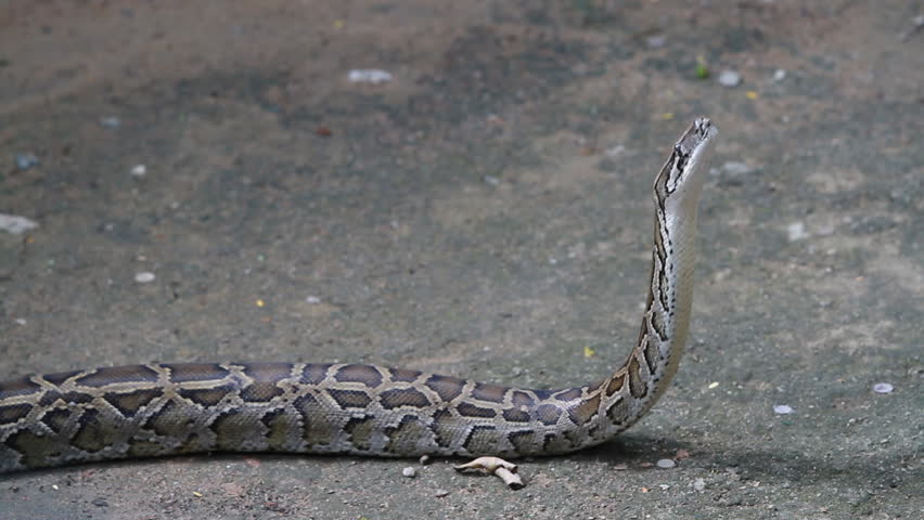 Boa Constrictor Stock Footage Video (100% Royalty-free) 4597844 | Shutterstock