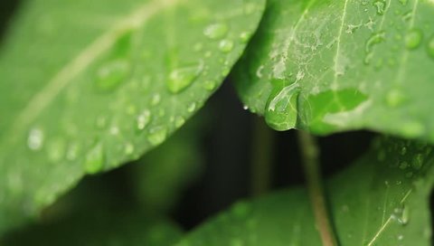 Water droplets on green leaves