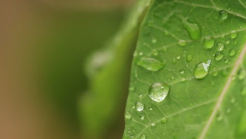 Rack focus shot of water droplets on green leaves against blurred background