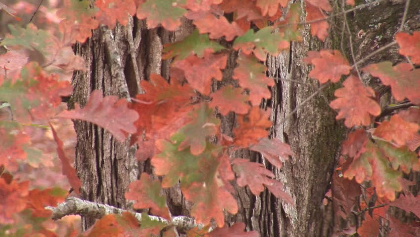 White Oak leaves turning red, November in Georgia.