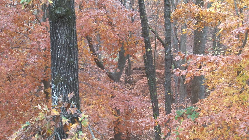 Autumn leaves changing colors, November in Georgia. | Shutterstock HD Video #4600415