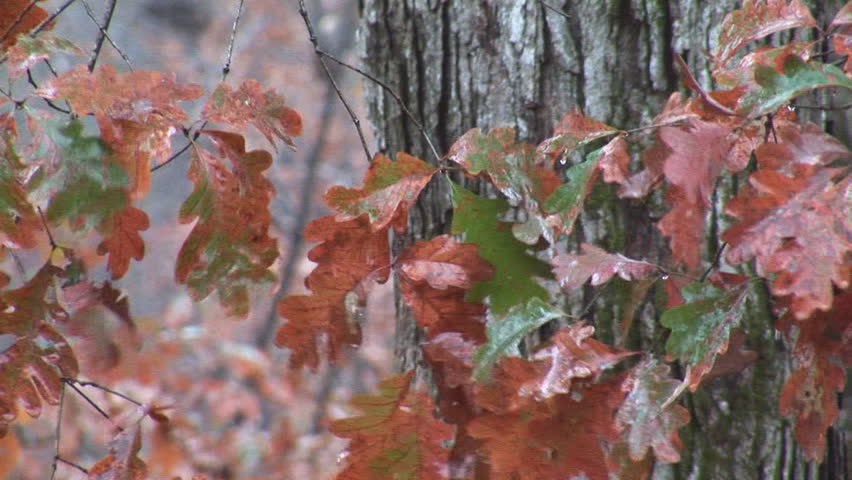 Red Oak fall colors during rain, November in Georgia.