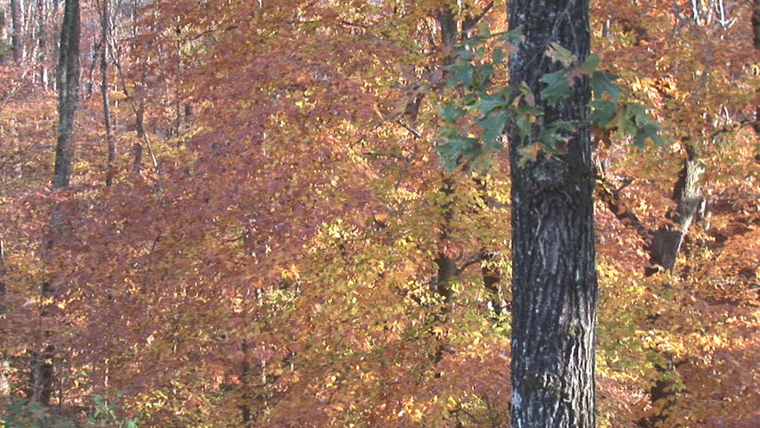 Autumn leaves changing color, November in Georgia.