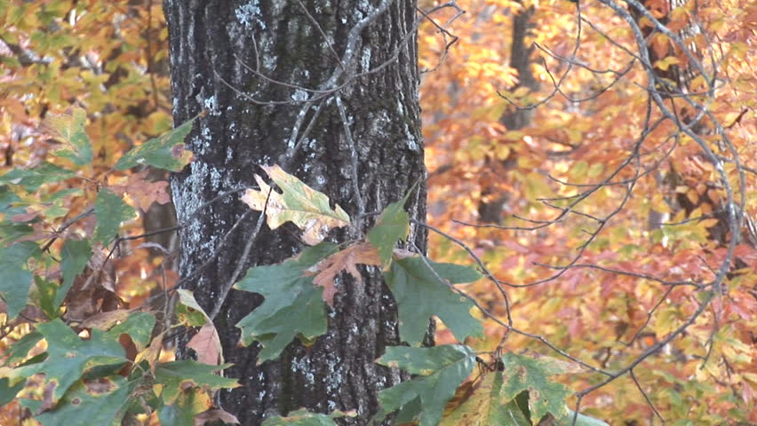 Autumn leaves and fall color, November in Georgia.