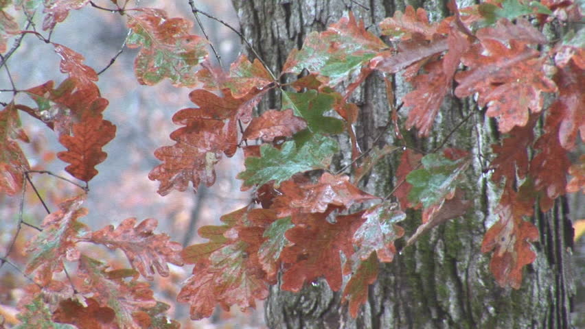 Red Oak fall colors during rain, November in Georgia.