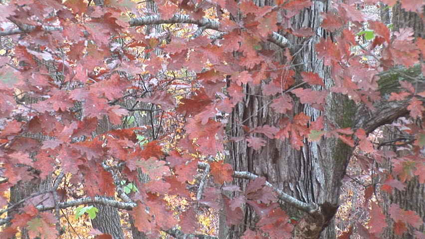 White Oak leaves turning red, Georgia fall colors in November.