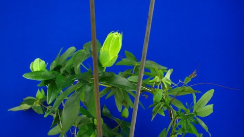 Timelapse Growing Passiflora Tendrils 6 Against Stock Footage Video ...