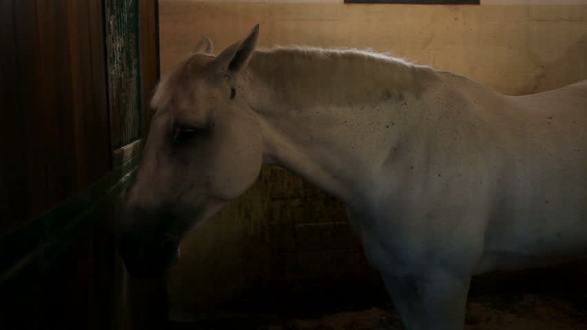 big stall with white horse resting