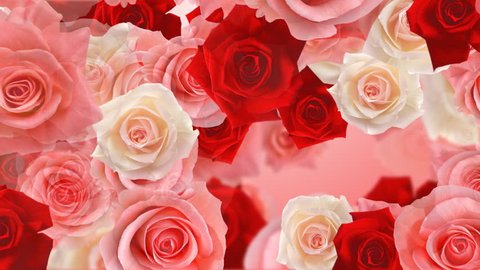 Rose flower backgrounds