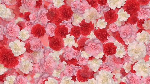 Carnation flower Holiday CG background Stock Video