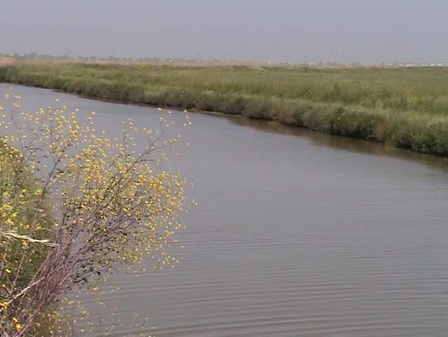 Plant with yellow flowers in the edge of the river to the wind