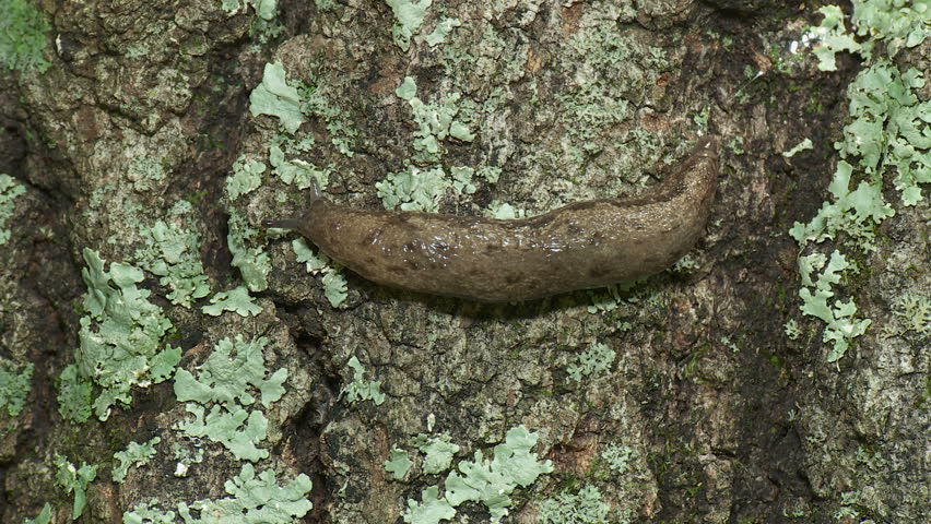 A Grey Garden Slug (deroceras Stock Footage Video (100% Royalty-free ...