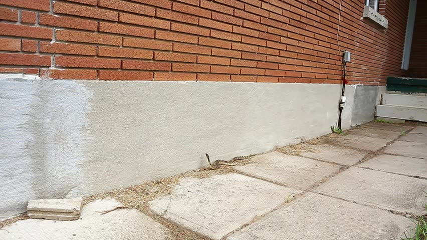 An Endangered Eastern Hog-nosed Snake (Heterodon platirhinos) slithers around the outside wall of a house in rural Ontario, Canada.  Snake populations often decline when in close proximity to people.
