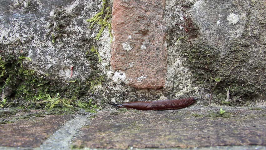 Brown snail moving along a wall with moss. the snail moves horizontally.