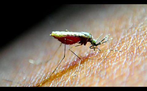 Anopheles mosquito feeding on human while discharging blood plasma.