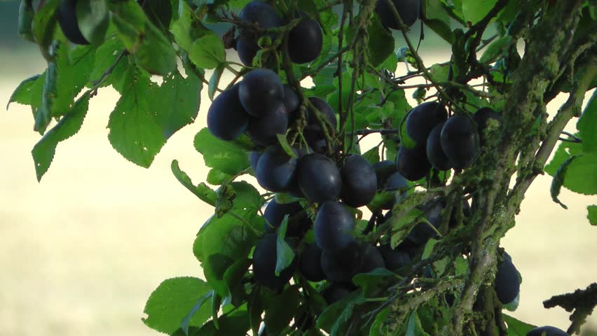 Damsons ripening on the tree