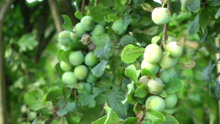 Greengages ripening on the tree