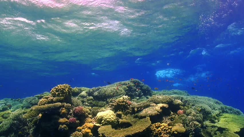 Waves of the sea over the coral reef, view from underwater