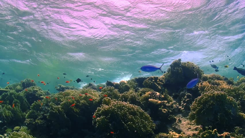 Waves of the sea over the coral reef, view from underwater