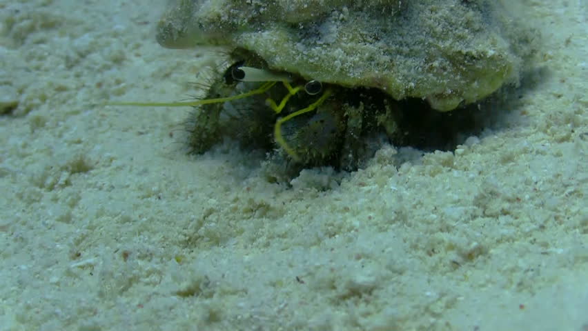 Hermit Crab walking in a coral reef, underwater closeup