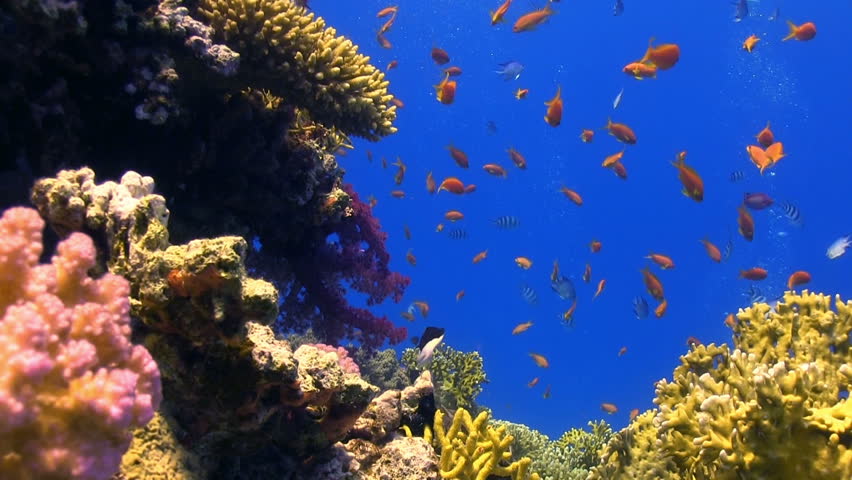 Colorful Fish on Vibrant Coral Reef, static scene, Red sea
