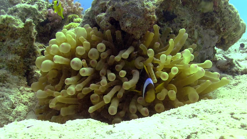 Clown Anemonefish on Coral Reef, Red sea