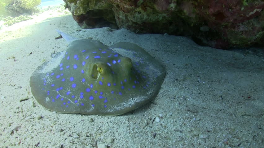 Blue Spotted stingray under the coral reef, Red sea