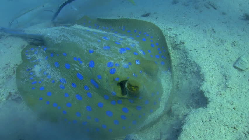 Blue Spotted stingray under the coral reef, Red sea