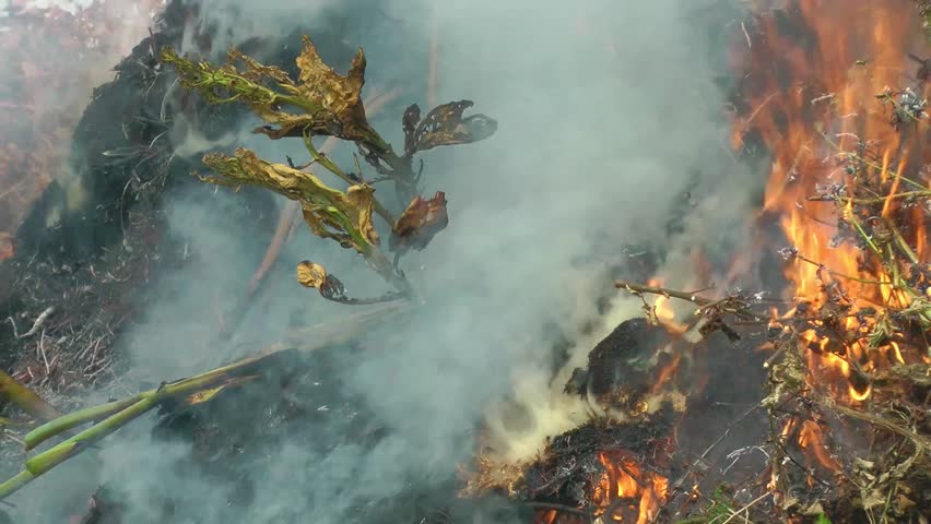 Burning trees, and plants in a ground fire (Close Up)
