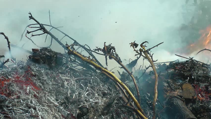 Burning trees, and plants in a ground fire (Close Up)