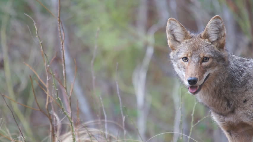 Coyote female in Georgia.