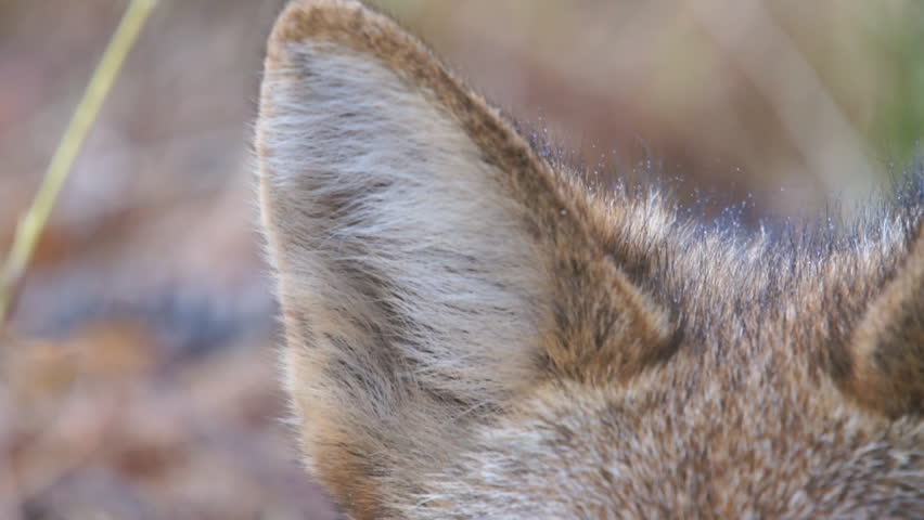 Coyote female in Georgia. Close up of ears,. coyote's have excellent hearing.