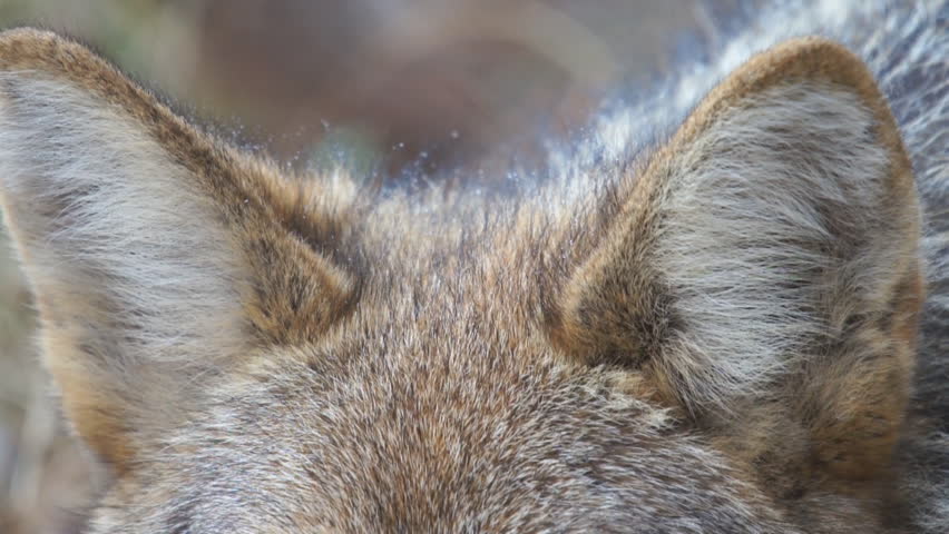 Coyote female in Georgia. Close up of ears,. coyote's have excellent hearing.
