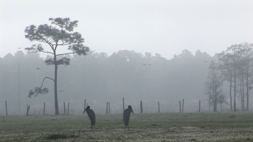 Endangered Wood Storks on a foggy morning in Florida