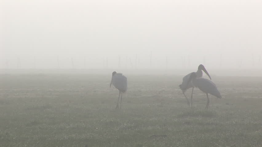 Endangered Wood Storks on a foggy morning in Florida