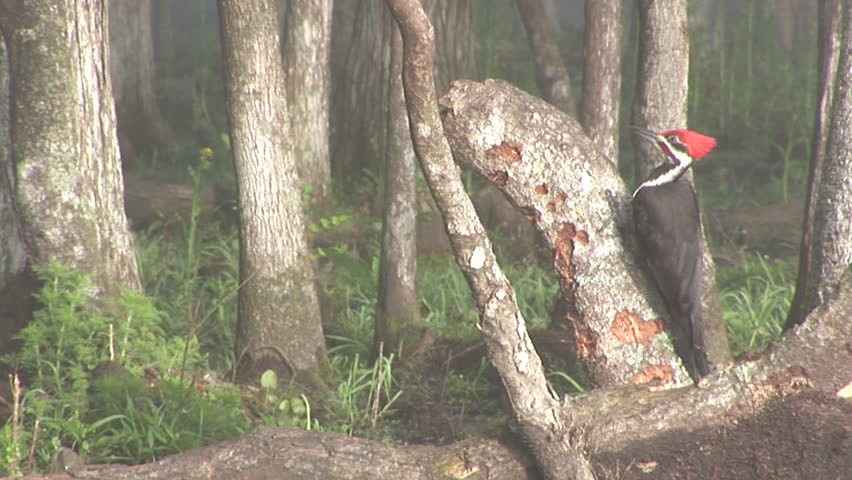 Endangered Pileated Woodpecker in Florida swamp, looking for insects in a rotten