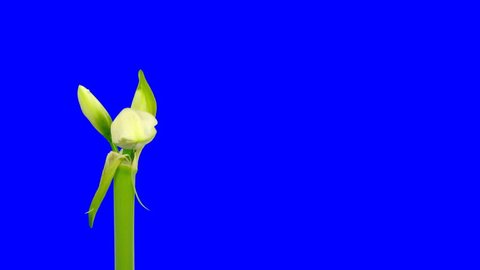 Time-lapse of opening white amaryllis bud blue chroma key 13ck 