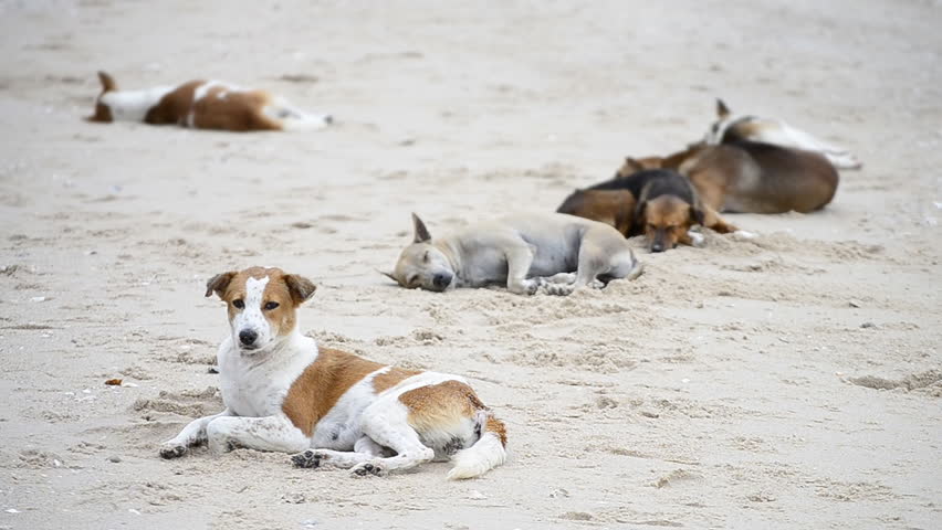 cute asia dogs sleep on the beach