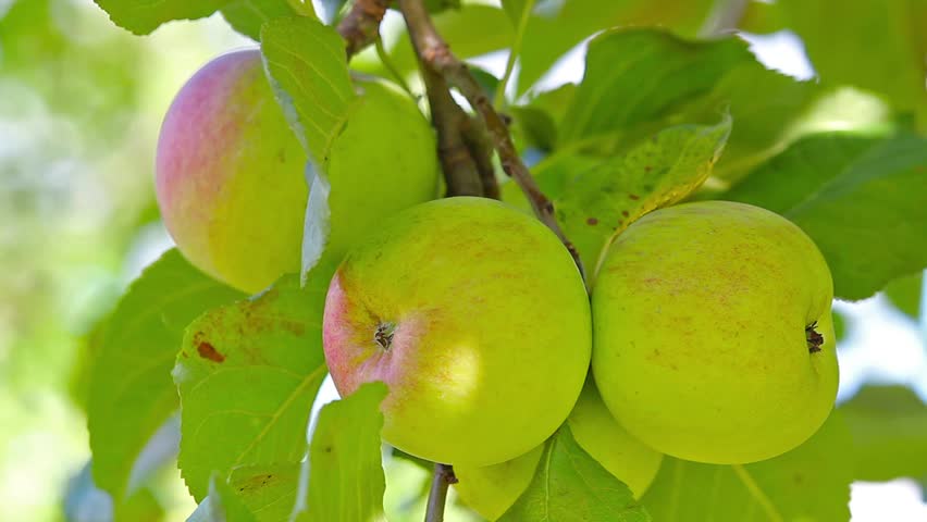 ripe apples on a branch