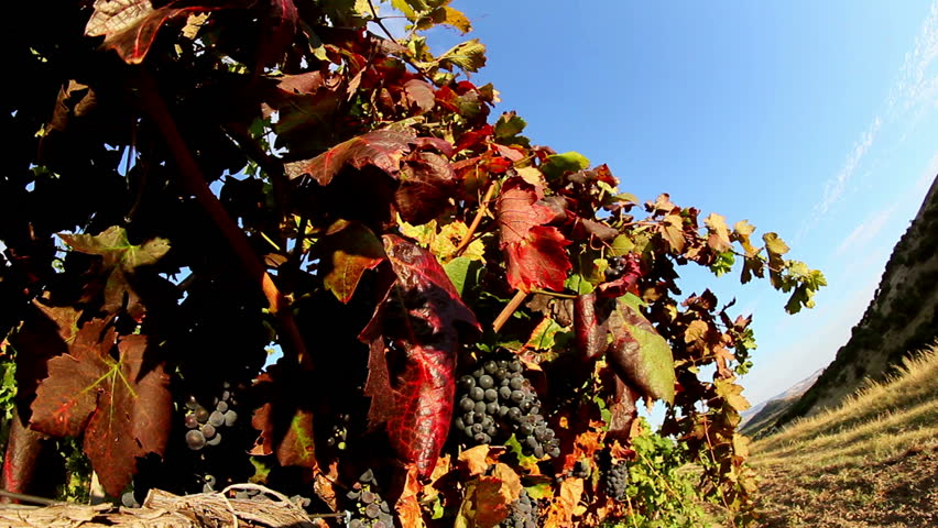Sweet and flavourful grapes before harvest 