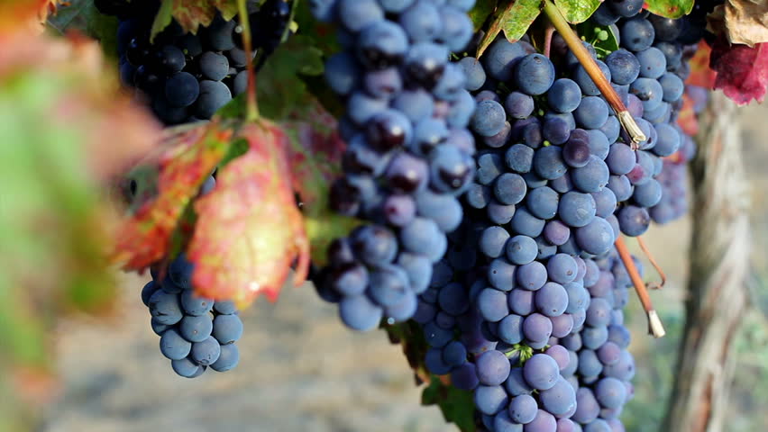 Sweet and flavourful grapes before harvest 