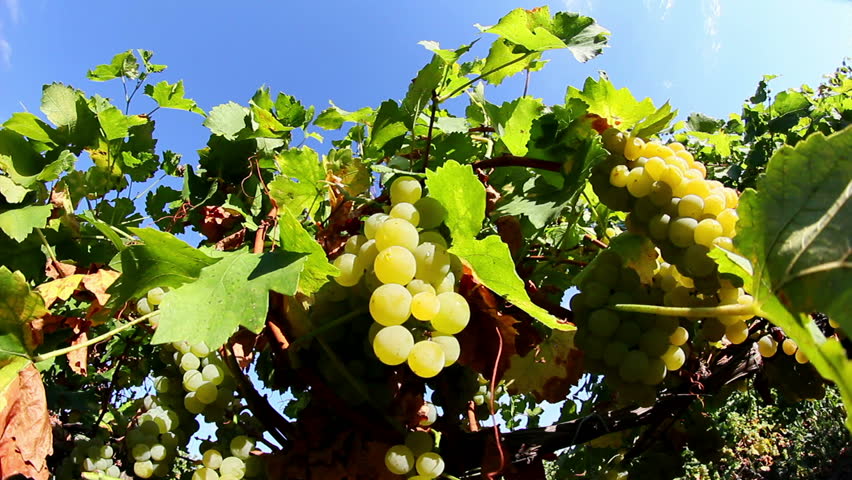 Sweet and flavourful grapes before harvest